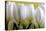 Row Of White Tulips On Yellow-Tom Quartermaine-Stretched Canvas