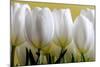 Row Of White Tulips On Yellow-Tom Quartermaine-Mounted Premium Giclee Print