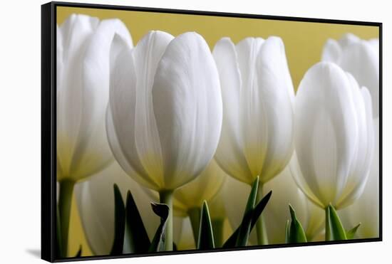 Row Of White Tulips On Yellow-Tom Quartermaine-Framed Stretched Canvas