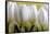 Row Of White Tulips On Yellow-Tom Quartermaine-Framed Stretched Canvas