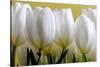 Row Of White Tulips On Yellow-Tom Quartermaine-Stretched Canvas