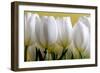 Row Of White Tulips On Yellow-Tom Quartermaine-Framed Giclee Print