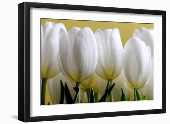 Row Of White Tulips On Yellow-Tom Quartermaine-Framed Giclee Print