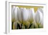 Row Of White Tulips On Yellow-Tom Quartermaine-Framed Giclee Print