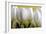 Row Of White Tulips On Yellow-Tom Quartermaine-Framed Giclee Print
