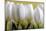 Row Of White Tulips On Yellow-Tom Quartermaine-Mounted Giclee Print