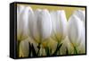 Row Of White Tulips On Yellow-Tom Quartermaine-Framed Stretched Canvas