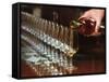 Row of Wine Tasting Glasses, Chateau La Tour Blanche, Sauternes-Per Karlsson-Framed Stretched Canvas