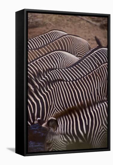 Row of Zebras-DLILLC-Framed Stretched Canvas