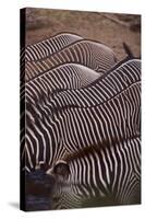 Row of Zebras-DLILLC-Stretched Canvas