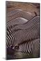 Row of Zebras-DLILLC-Mounted Photographic Print