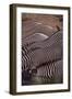 Row of Zebras-DLILLC-Framed Photographic Print