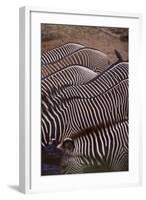 Row of Zebras-DLILLC-Framed Photographic Print