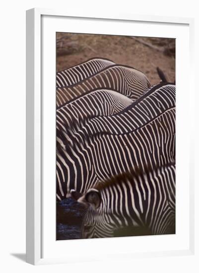Row of Zebras-DLILLC-Framed Photographic Print