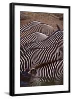 Row of Zebras-DLILLC-Framed Photographic Print