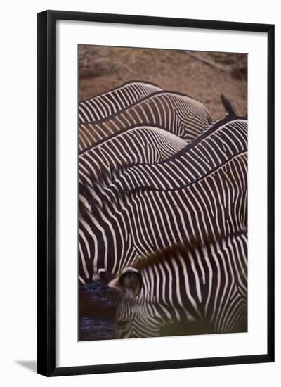 Row of Zebras-DLILLC-Framed Photographic Print