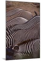 Row of Zebras-DLILLC-Mounted Photographic Print