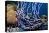 Row pore rope sponge Bonaire, Caribbean-Georgette Douwma-Stretched Canvas