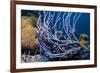 Row pore rope sponge Bonaire, Caribbean-Georgette Douwma-Framed Photographic Print