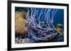 Row pore rope sponge Bonaire, Caribbean-Georgette Douwma-Framed Photographic Print