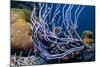 Row pore rope sponge Bonaire, Caribbean-Georgette Douwma-Mounted Photographic Print