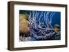 Row pore rope sponge Bonaire, Caribbean-Georgette Douwma-Framed Premium Photographic Print