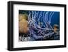 Row pore rope sponge Bonaire, Caribbean-Georgette Douwma-Framed Premium Photographic Print