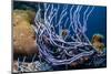 Row pore rope sponge Bonaire, Caribbean-Georgette Douwma-Mounted Premium Photographic Print