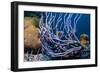 Row pore rope sponge Bonaire, Caribbean-Georgette Douwma-Framed Photographic Print