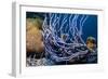 Row pore rope sponge Bonaire, Caribbean-Georgette Douwma-Framed Photographic Print