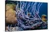 Row pore rope sponge Bonaire, Caribbean-Georgette Douwma-Stretched Canvas