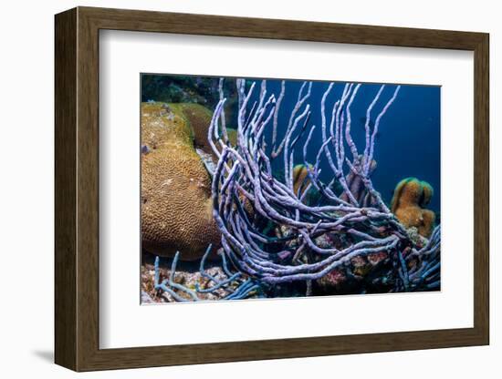 Row pore rope sponge Bonaire, Caribbean-Georgette Douwma-Framed Photographic Print