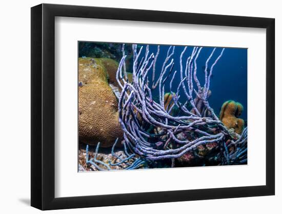 Row pore rope sponge Bonaire, Caribbean-Georgette Douwma-Framed Photographic Print