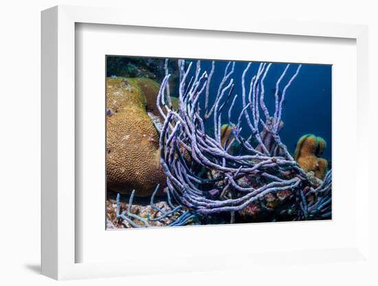 Row pore rope sponge Bonaire, Caribbean-Georgette Douwma-Framed Photographic Print