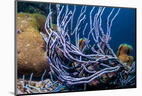 Row pore rope sponge Bonaire, Caribbean-Georgette Douwma-Mounted Photographic Print