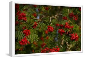 Rowan berries, branches full of red berries-Paivi Vikstrom-Framed Photographic Print