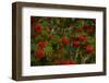 Rowan berries, branches full of red berries-Paivi Vikstrom-Framed Photographic Print