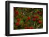 Rowan berries, branches full of red berries-Paivi Vikstrom-Framed Photographic Print