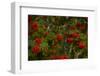 Rowan berries, branches full of red berries-Paivi Vikstrom-Framed Photographic Print