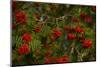 Rowan berries, branches full of red berries-Paivi Vikstrom-Mounted Photographic Print