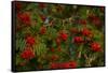 Rowan berries, branches full of red berries-Paivi Vikstrom-Framed Stretched Canvas