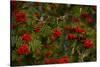 Rowan berries, branches full of red berries-Paivi Vikstrom-Stretched Canvas