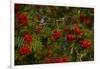 Rowan berries, branches full of red berries-Paivi Vikstrom-Framed Photographic Print