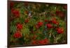 Rowan berries, branches full of red berries-Paivi Vikstrom-Framed Photographic Print