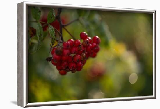 Rowan berries in autumn with colorful background with bokeh-Paivi Vikstrom-Framed Photographic Print