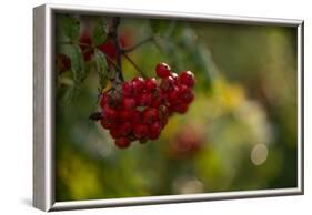 Rowan berries in autumn with colorful background with bokeh-Paivi Vikstrom-Framed Photographic Print