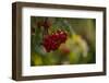 Rowan berries in autumn with colorful background with bokeh-Paivi Vikstrom-Framed Photographic Print