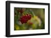 Rowan berries in autumn with colorful background with bokeh-Paivi Vikstrom-Framed Photographic Print
