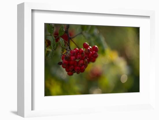 Rowan berries in autumn with colorful background with bokeh-Paivi Vikstrom-Framed Photographic Print