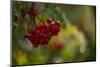 Rowan berries in autumn with colorful background with bokeh-Paivi Vikstrom-Mounted Photographic Print